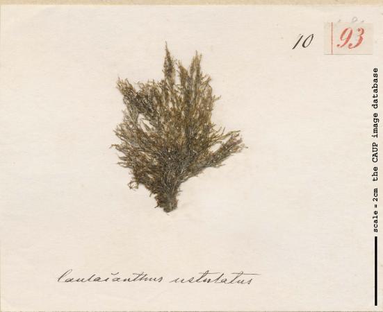 Caulacanthus ustulatus_93.jpg